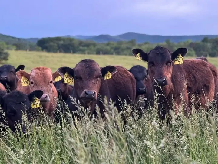 Cows roaming in the fields