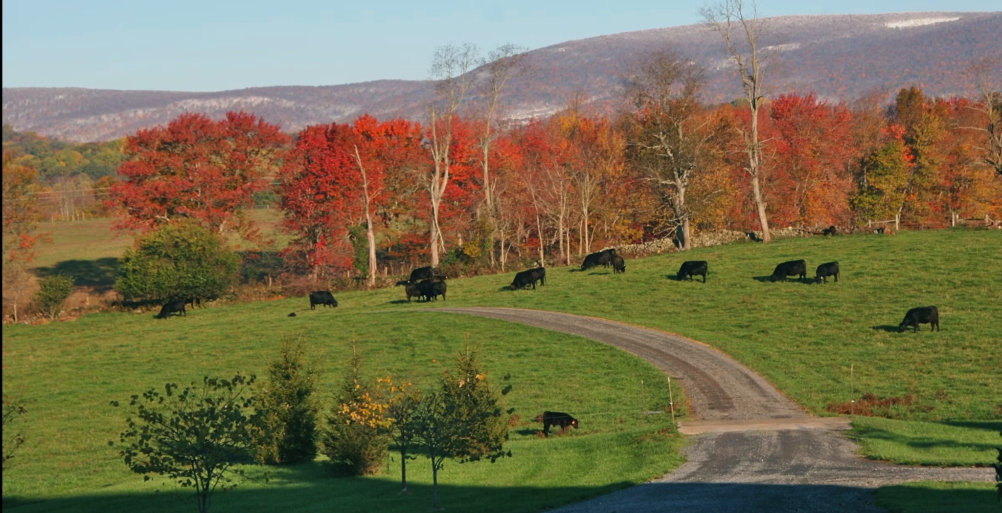 Cows roaming in the fields
