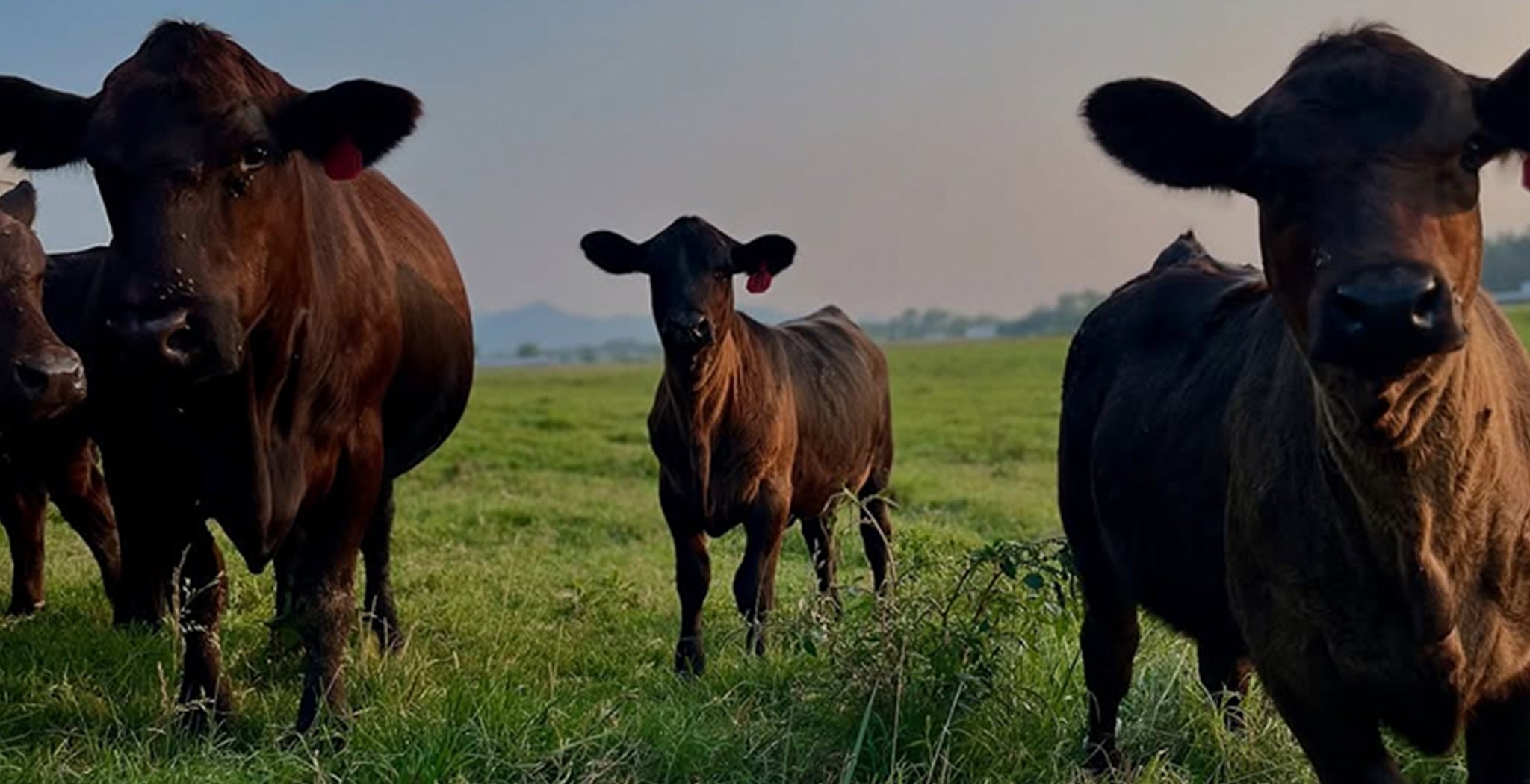 Cows roaming around