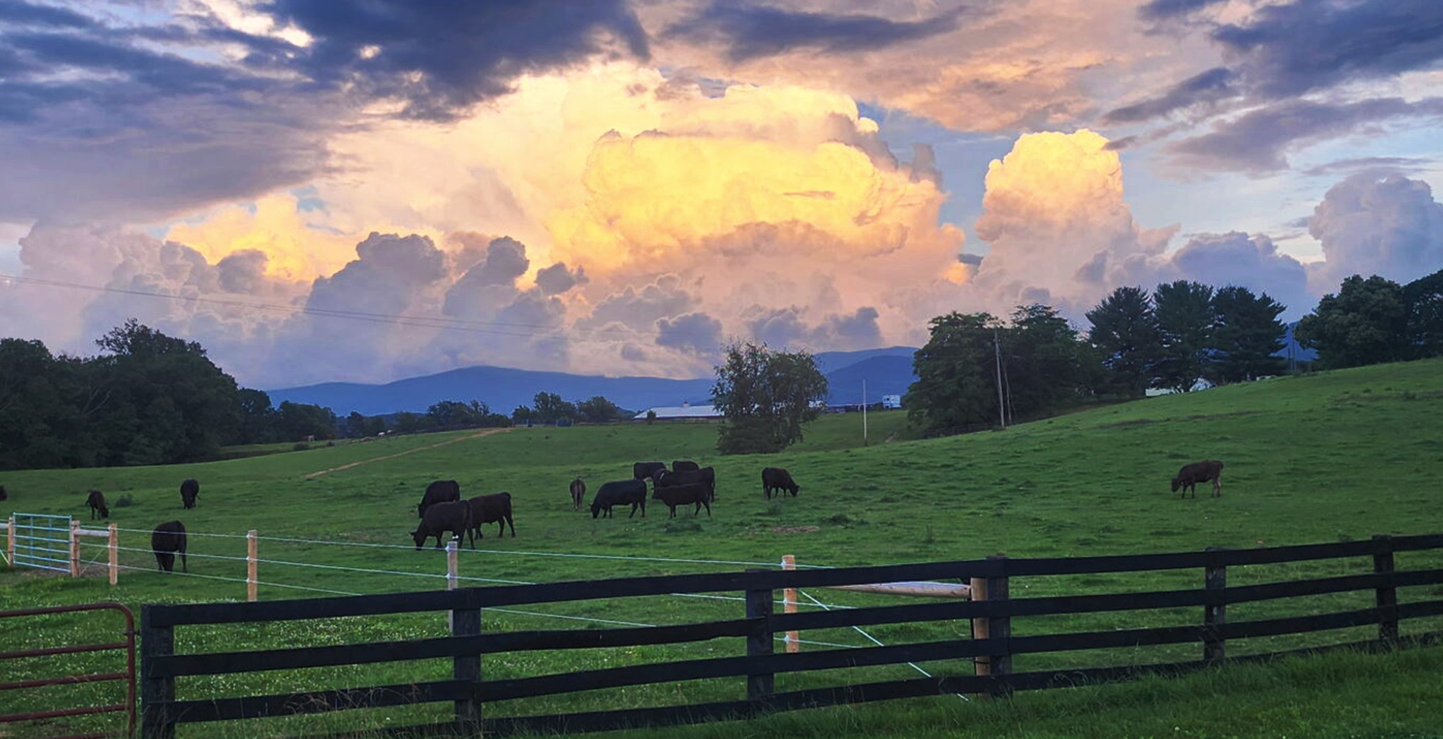 Cows eating grass in field