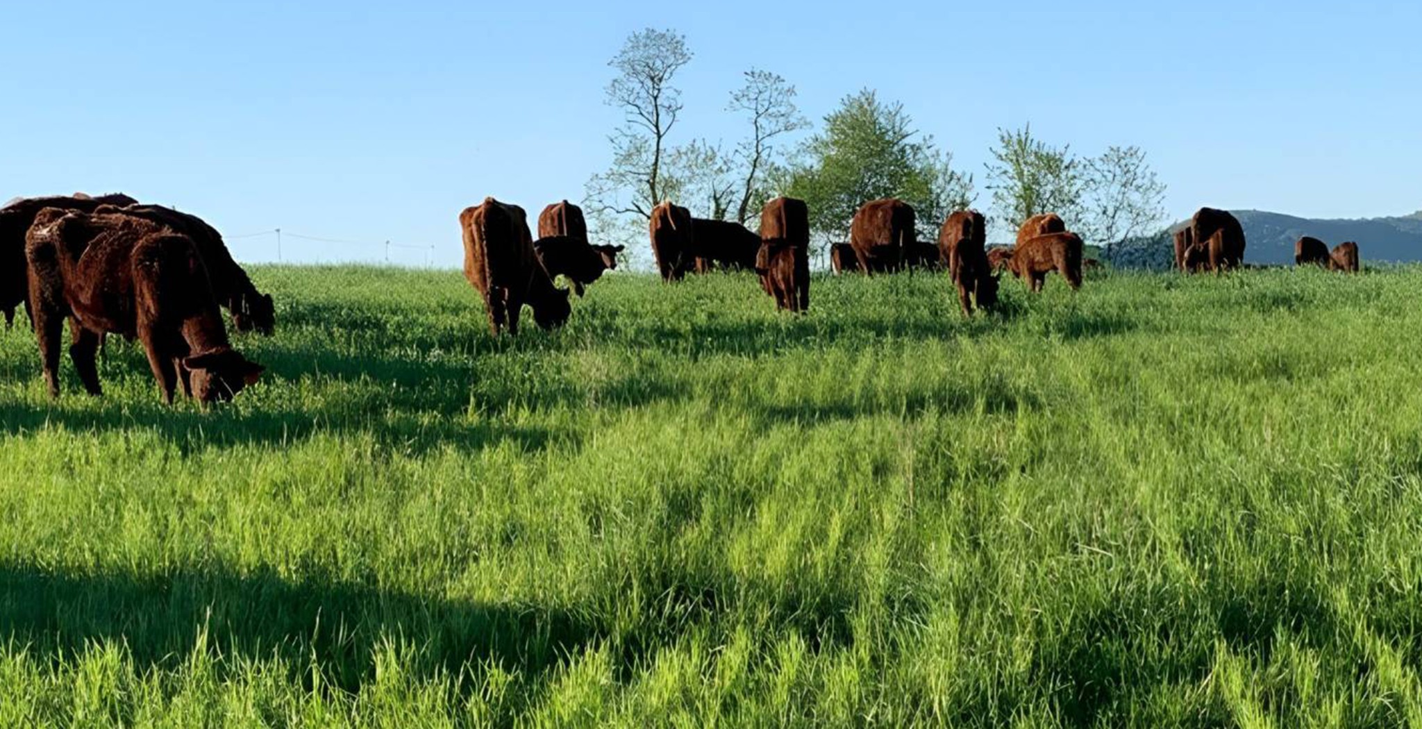 Cows Eating grass